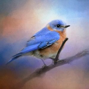 Meet your Posher, Mikki